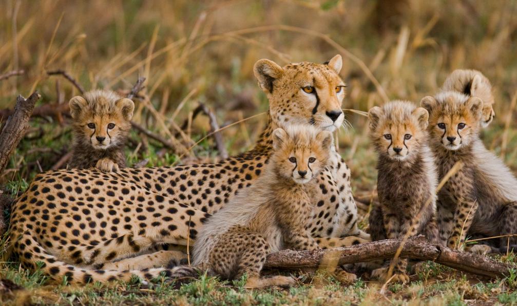 GUDKOV ANDREY  -  shutterstock -  Famille de Cheetah Serengeti, Tanzanie - Du Kilimandjaro aux plaines du Serengeti - 8