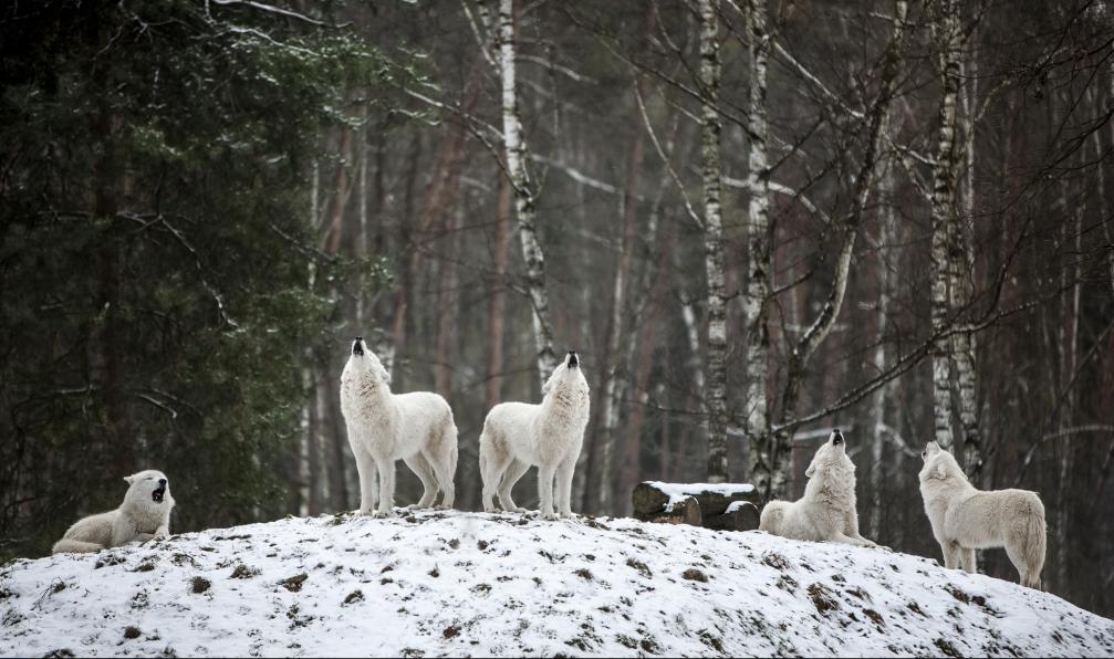 Del-monte - Mila - Pixabay - Loups blancs, Canada - Entre chiens et loups au Québec - 5