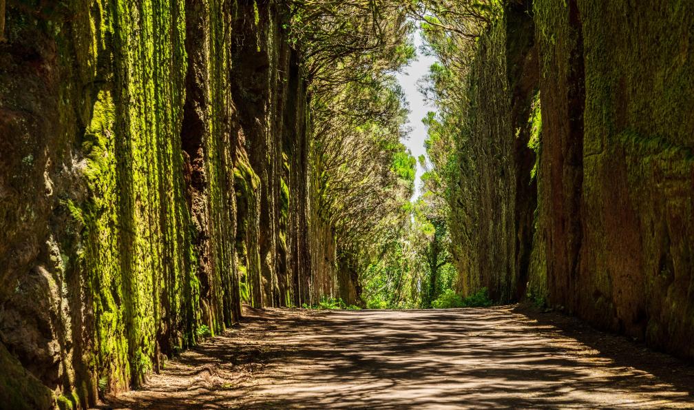 volff - Adobe Stock - Sentier de randonnée dans le parc rural d'Anagua, Tenerife - Tenerife, l'éternel printemps - 4