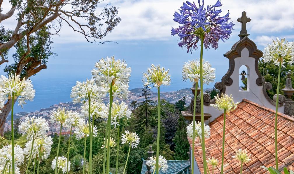 Meyer - Dieter - Adobe stock - Agapanthes, clocher et vue sur l'océan depuis le jardin panoramique Quinta do Monte, Madère, Portugal - Le grand tour de Madère - 8
