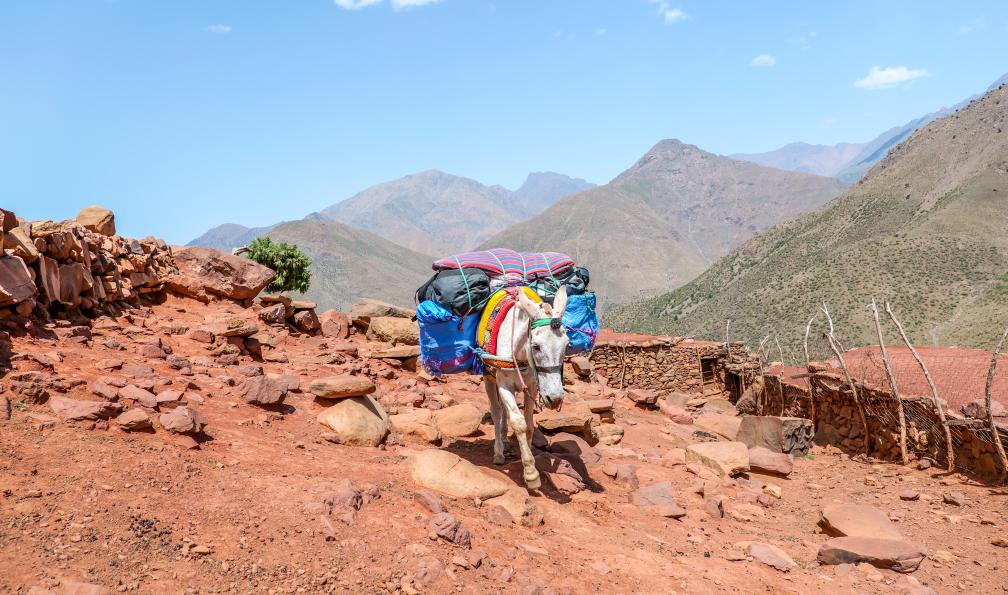 Fabre - Isabelle - Mule au col dOudit, Toubkal, MAroc - Objectif Toubkal - 6