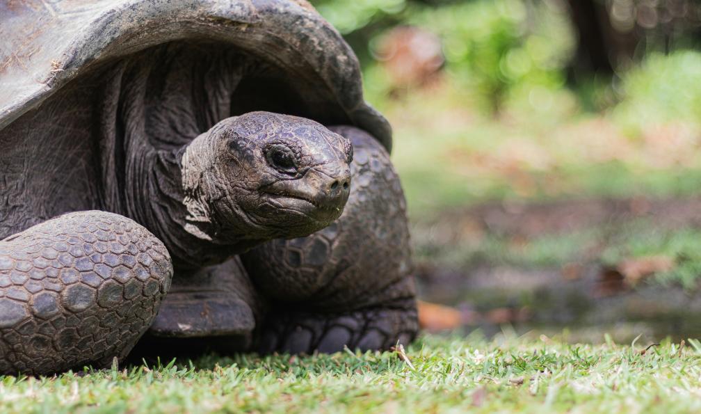 Maisey - Dan - Unsplash - Tortue géante aux Seychelles - Aventure pirate aux Seychelles - 9