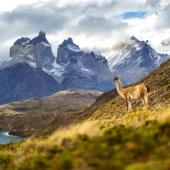 les incontournables de patagonie