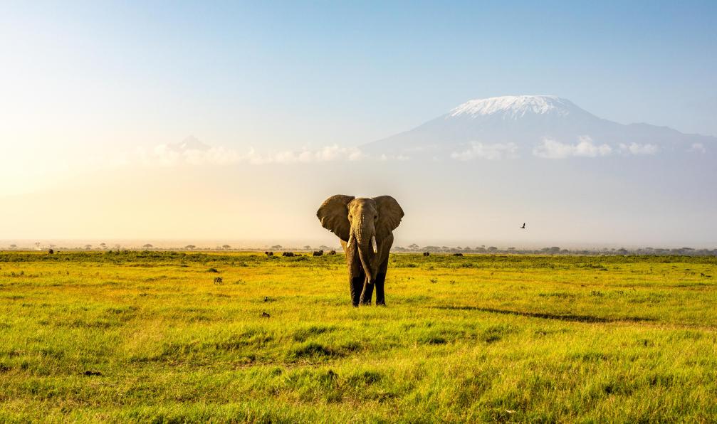 Mont Kenya et Kilimandjaro