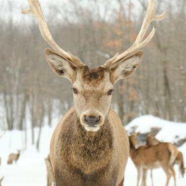 Voyage en raquette - Canada : Au rythme de l\'hiver boréal, l\'appel du Québec !