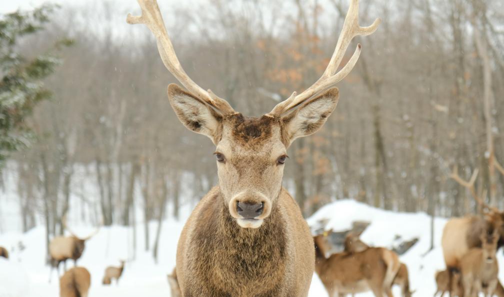 Au rythme de l'hiver boréal, l'appel du Québec !