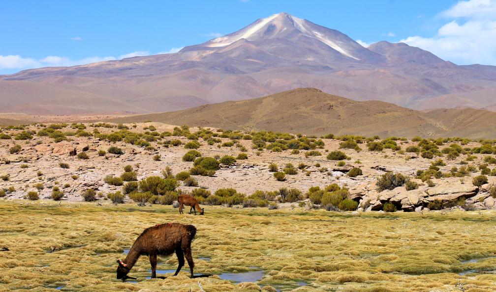Busillet - Lydie - Lama devant le volcan Uturuncu, bolivie - Désert d'Atacama, salar d'Uyuni et île de Pâques - 6