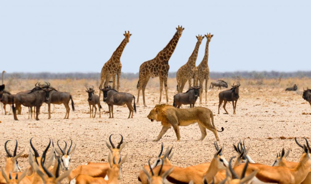 Pixabay -  Scène animalière avec lions, girafes, phacochères et antilopes à Etosha en Namibie - Safaris et grands espaces du sud - 6