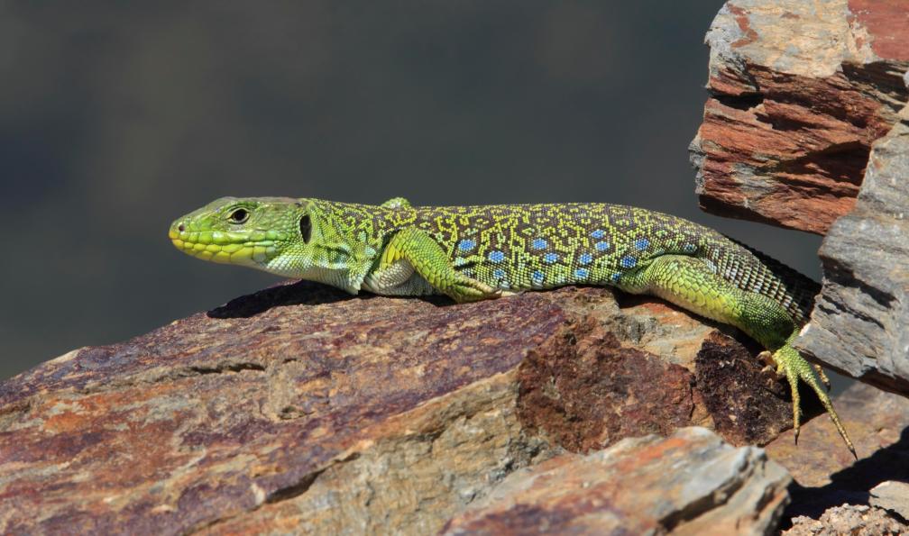 image2roman - Adobe Stock - Lézard ocellé - Côte d'Azur, itinérance des cimes à la mer - 6