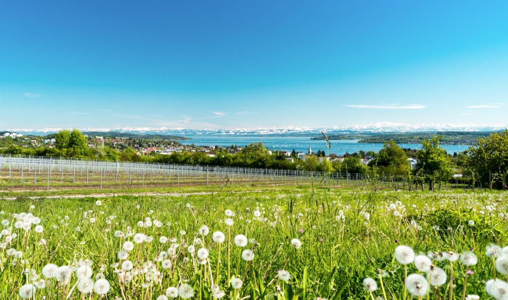 frederikloewer -  istock -  Vue panoramique du lac du lac de Constance avec les Alpes suisses en arrière-plan, Allemagne - Lac de Constance et chutes du Rhin à vélo - 1