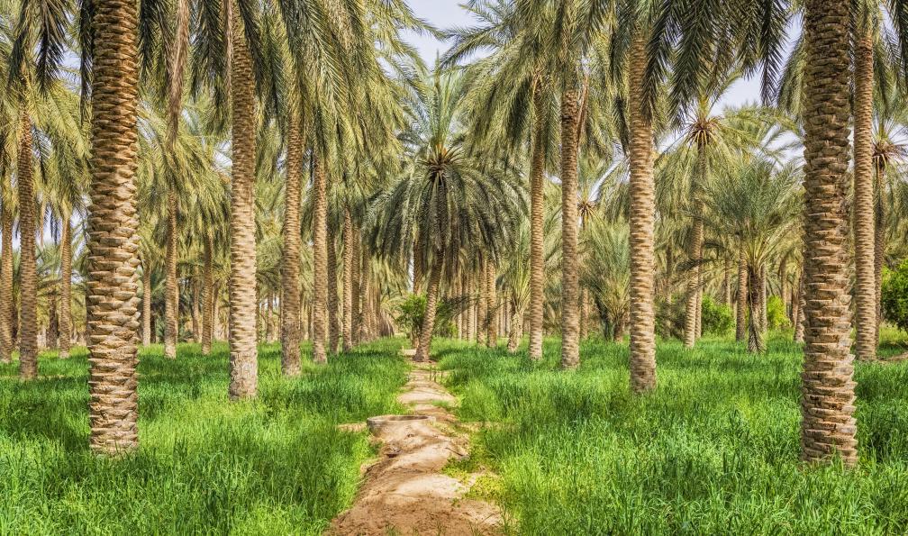 cinoby -  Istock -  Oasis de Douz, palmier, dates;Tunisie - Sables et oasis du Sud - 1