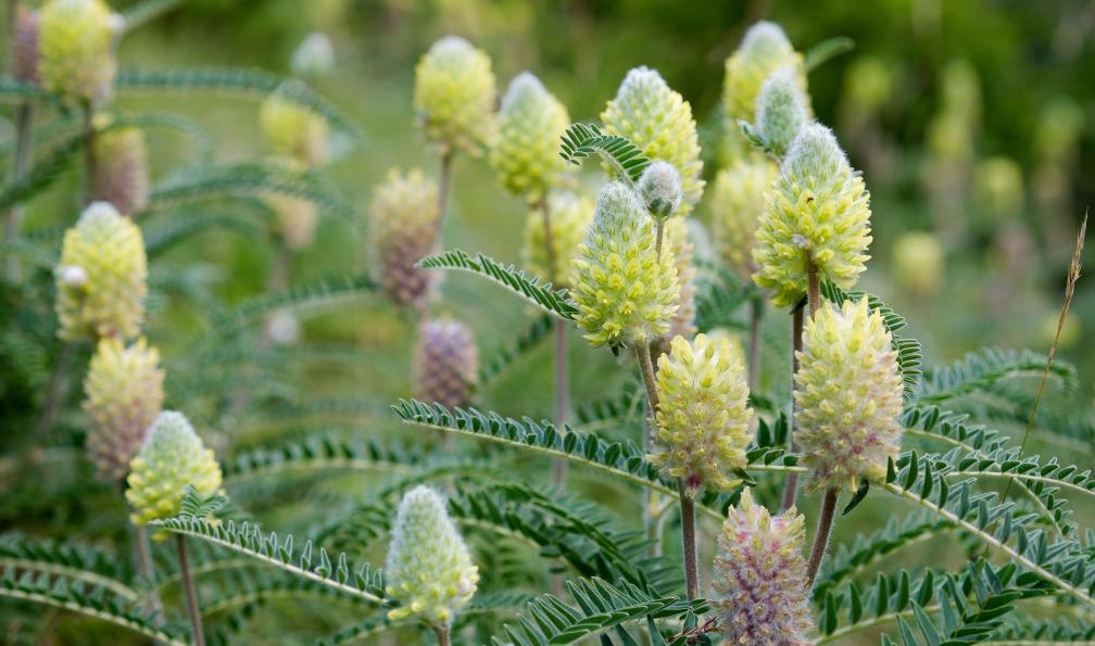 PIXATERRA - Adobe stock - Astragalus alopecurus / Astragale centralpin, dite queue de renard, France - Le Queyrassin - 10