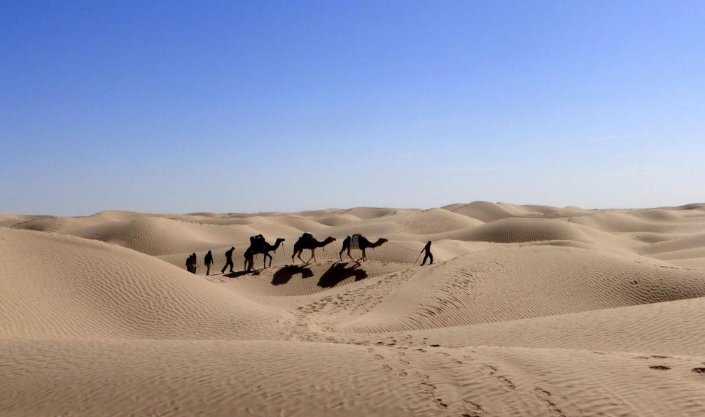 Caravane dans le désert, Tunisie. - Sables et oasis du Sud - 2