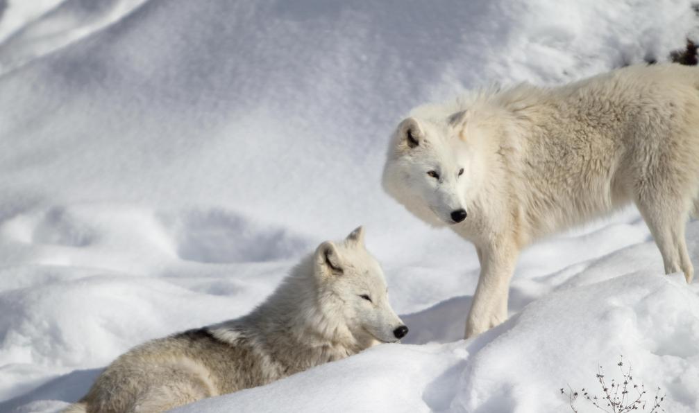 bjmc -  Istock -  Deux loups arctique dans la neige;Canada - Entre chiens et loups au Québec - 1