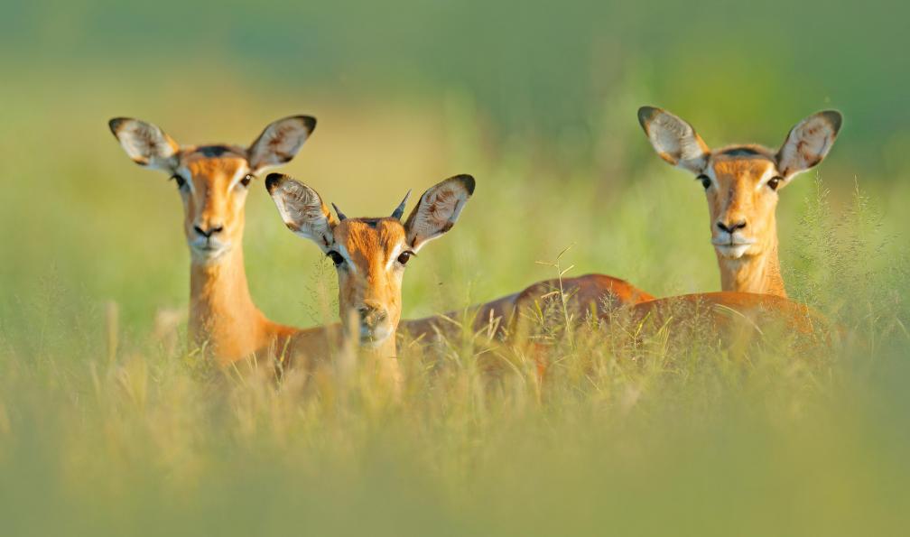 ondrejprosicky - Adobe stock - Impalas dressant la tête des herbes, un soir en Afrique du sud - Les montagnes du Dragon - 10
