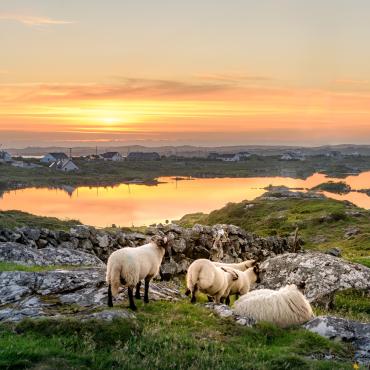 autotour wild atlantic way