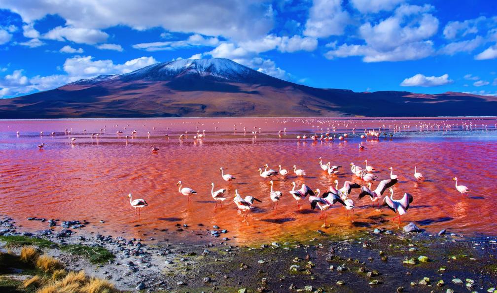 Byelikova_Oksana -  Istock -  Flamants roses dans le Lac Laguna Colorada, Uyuni, Bolivie - Désert d'Atacama, salar d'Uyuni et île de Pâques - 5