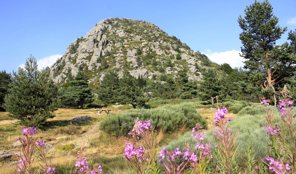 into the wild - Adobe Stock - Le Mont Gerbier De Jonc, Ardèche, Sources de la Loire, France - Les volcans d'Ardèche avec un âne - 3