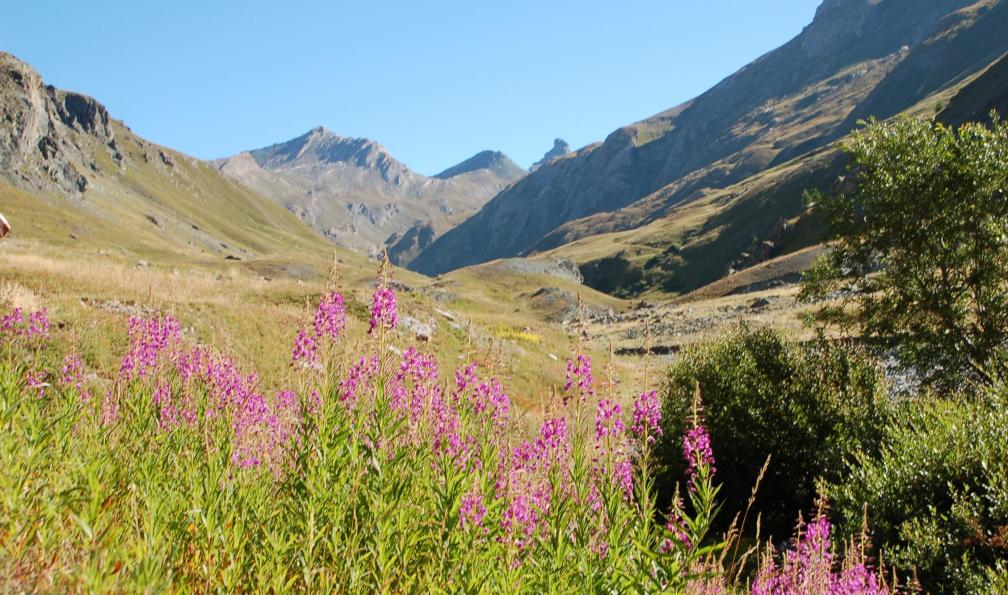 Epilobes dans la haute vallée de l'Ubaye, Alpes France. - GTA : de Briançon à St-Étienne-de-Tinée - 1