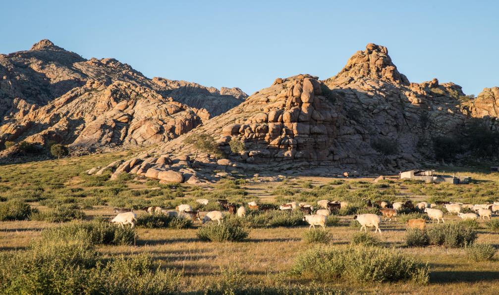 Daniel  -  Karfik -  Shutterstock -  Troupeaux de moutons près des formations rocheuses de Khogno Khan;Mongolie - Dunes et steppes mongoles - 3