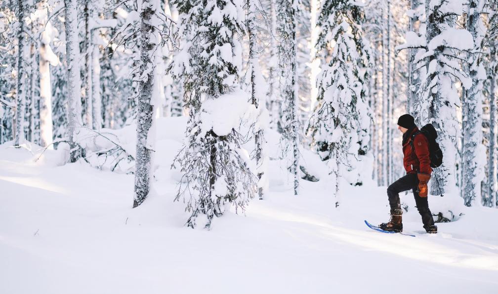 Raquettiste et forêt, V060, Laponie, Finlande  - Raquettes en hors piste à Hossa - 4