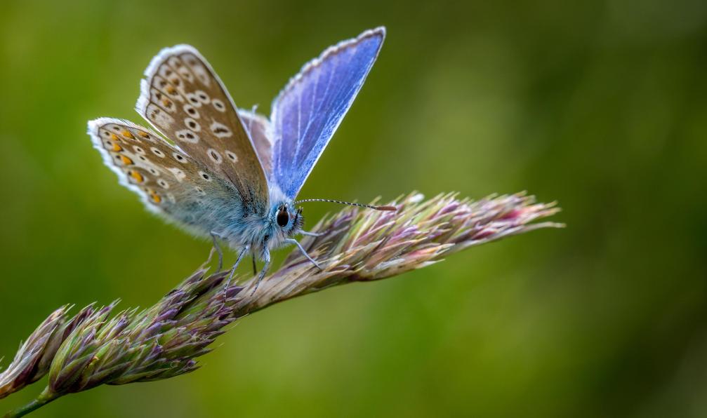 Chris2766 - Adobe stock - Papillon bleu, Alpes, France - Le Queyrassin - 11