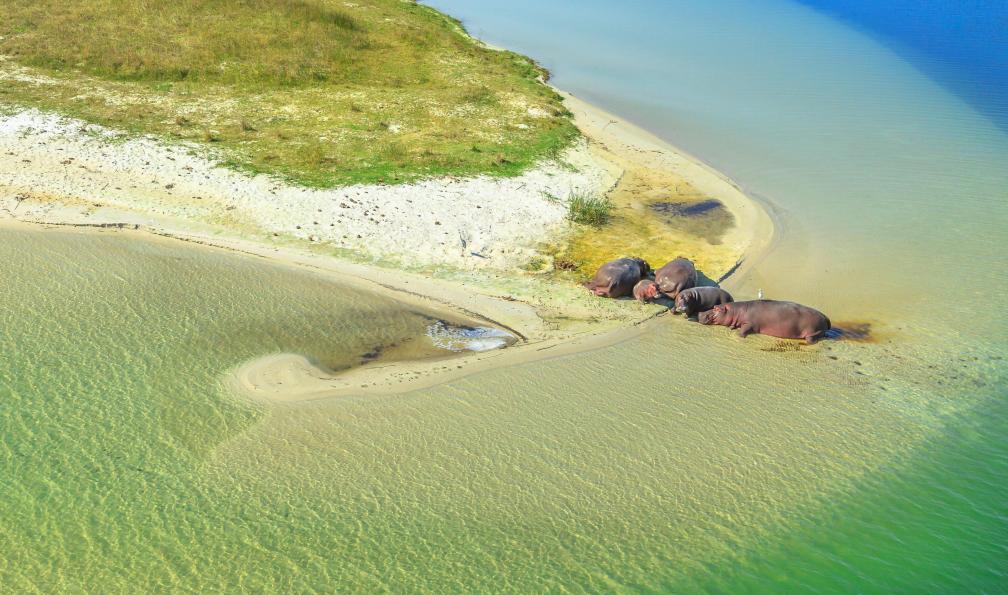 bennymarty - Adobe stock - Vue aérienne d'une famille d'hippopotames sud-africains au Cap, sur le rive de l'estuaire de Sainte-Lucie, dans le parc de la zone humide d'iSimangaliso, Afrique du Sud - Les montagnes du Dragon - 9