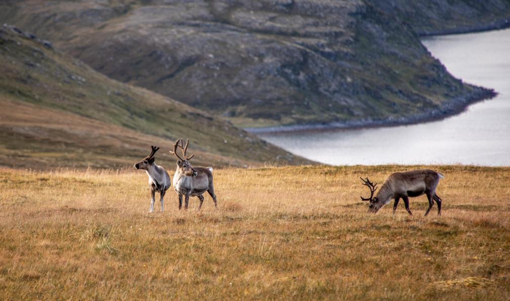 Trek - Les petits trappeurs vikings
