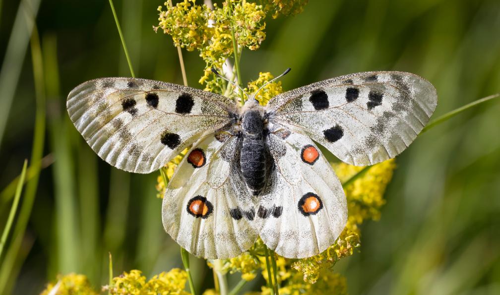 vinx83 - Adobe stock - Papillon Apollon, Alpes, France - Tour du Queyras sur mesure - 10