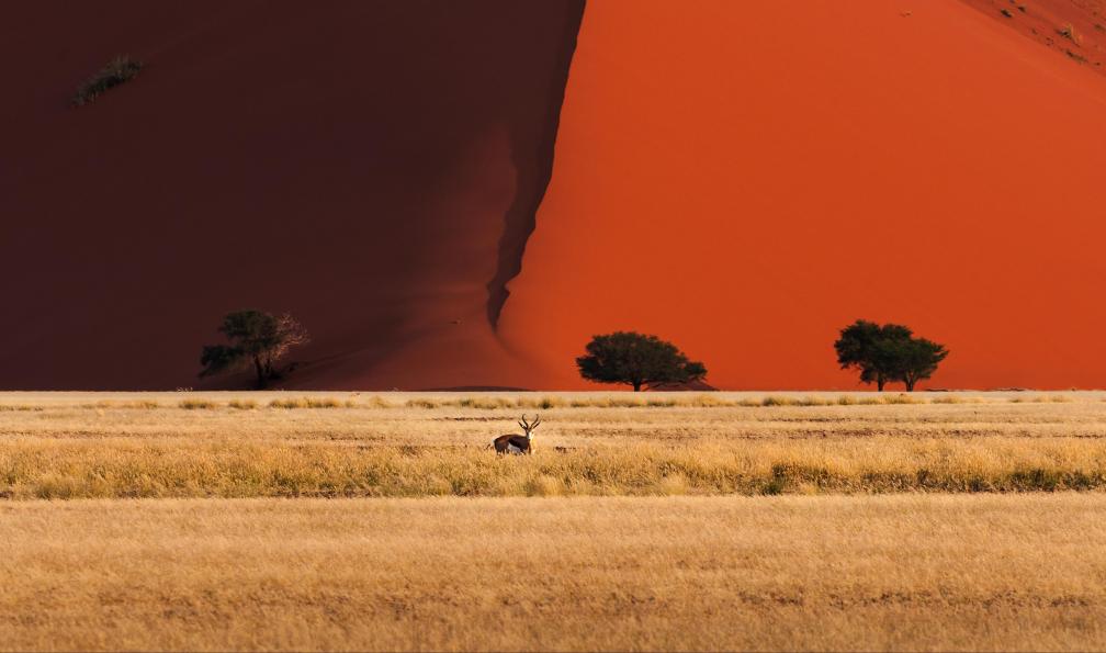 Tiago_Fernandez - Istock - Oryx se tenant devant une dune, Sossusvlei, Namibie.  - Montagnes et déserts de Namibie - 2