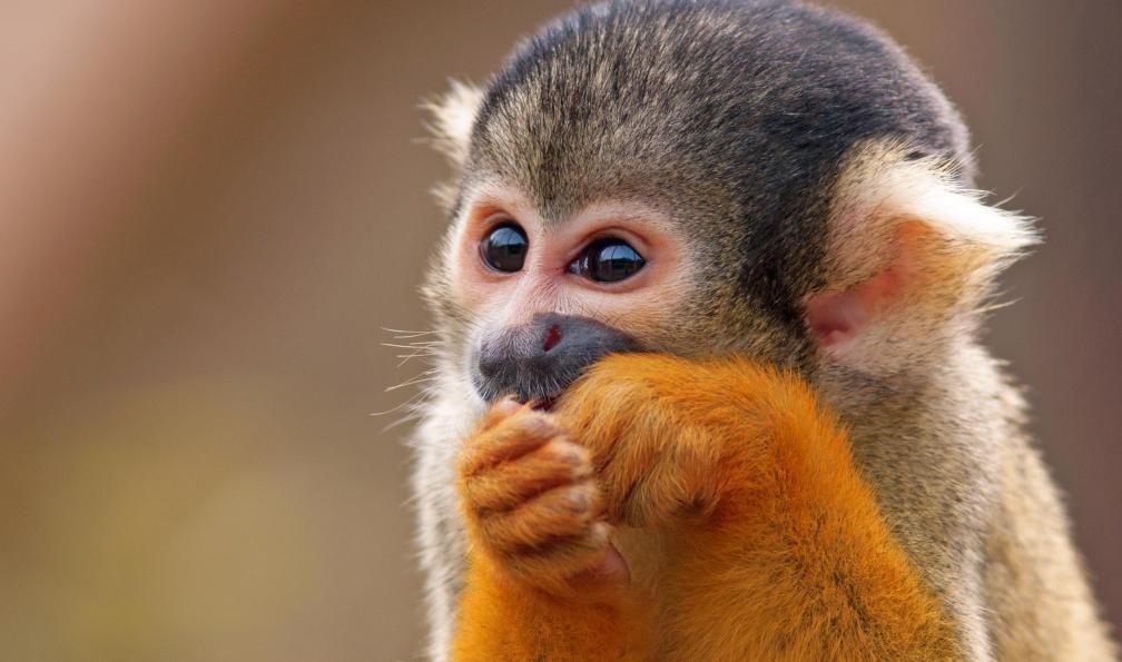 ehtesham  -  shutterstock -  Singe écureuil, Costa Rica - Multi-activités du Pacifique aux Caraïbes - 3