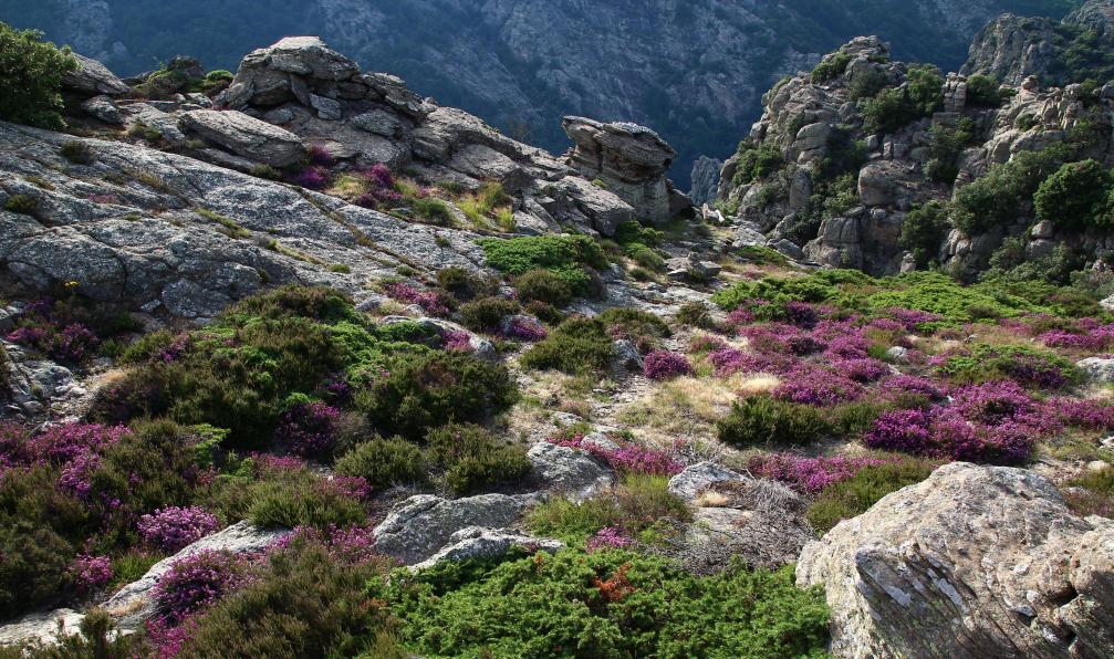 Damien - Adobe stock - Flore et rochers typiques du massif du Caroux Haut-Languedoc, France - Du lac de Salagou au Caroux - 3