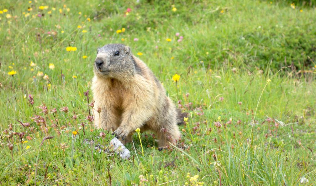 Pixabay - Marmotte qui observe les randonneurs, Alpes, France - Le tour du Queyras confort - 2