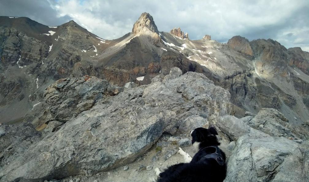 Wadbled -  Coralie -  Pointe d'Escreins, haute Ubaye, Alpes du Sud - Lacs et sommets des Alpes du Sud avec son chien - 8