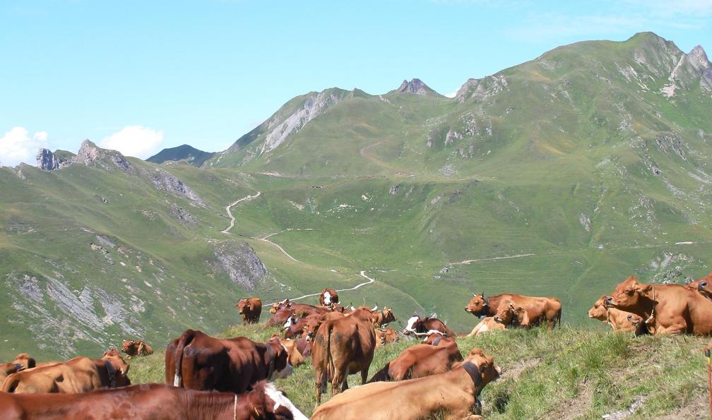 Vaches et mont Coin depuis le Cormet d'Arêches, Beaufortain, Alpes, France. - Le tour du Beaufortain - 8