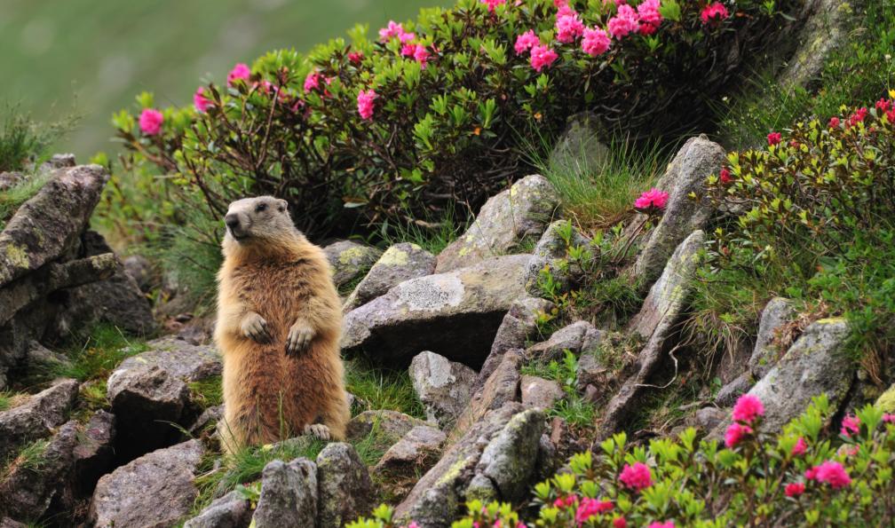 RCerruti -  Istock -  Marmotte entourée de Rhododendron;France - Le Queyras hors des sentiers battus - 6