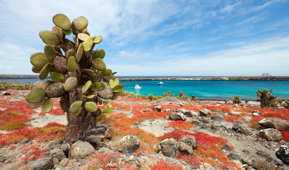 Blue Orange Studio -  Fotolia -  Cactus et couleurs d'automne, Galapagos, Equateur. - L'Équateur au rythme des volcans et des Galápagos - 10