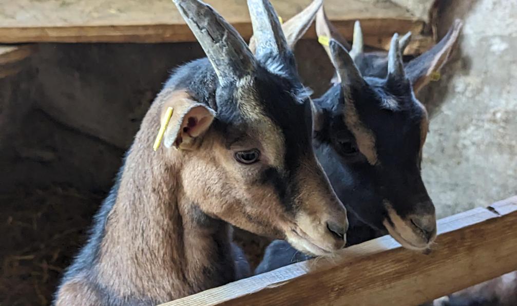 Lanau - Blandine - Chèvres à Arvieux, Queyras, France - Les petits montagnards - 8