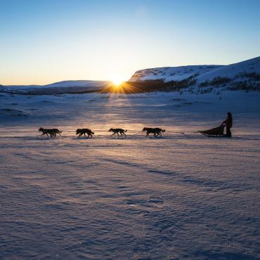 chien de traineau finlande