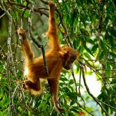 sumatra : orangs-outangs et volcans