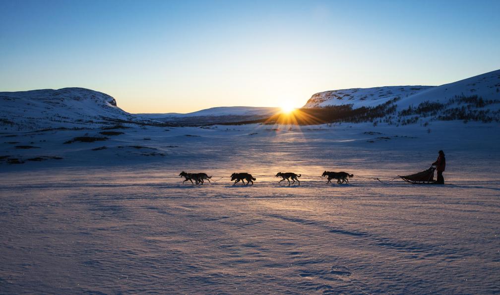 finlande-chien-de-traineau-finlande