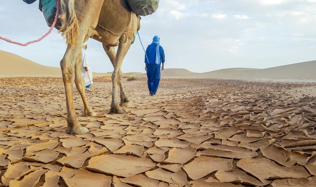 NiklasToresson  -  Shutterstock -  Guide ouvrant la marche à la caravane de dromadaire, Erg Chegaga près de M'Hamid;Maroc - Sables infinis - 5