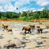 sri lanka avec des enfants