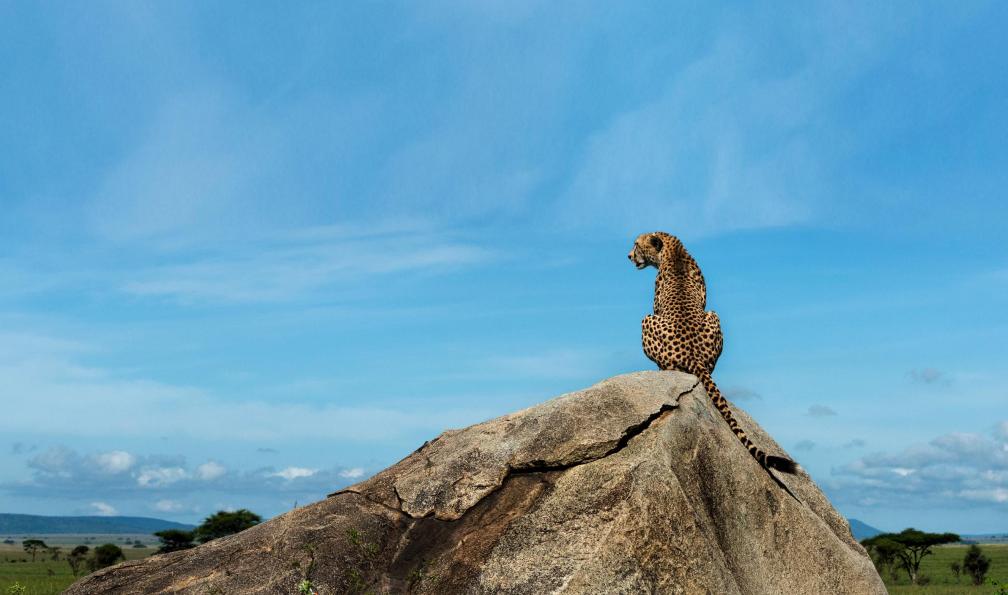 GlobalP -  Istock -  Guépard assis sur un rocher, Serengeti, Tanzanie. - Objectif Kili et safaris de charme - 12