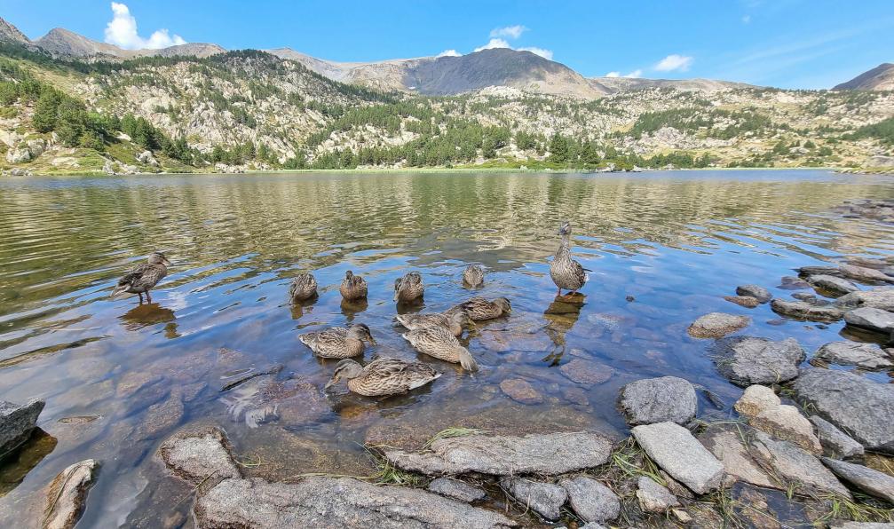 Didier San Martin - stock.adobe.com - L'Etang Long, ses canards et ses montagnes alentours, Lac des Bouillouses, Pyrénées, France - Grand tour du Carlit - 5