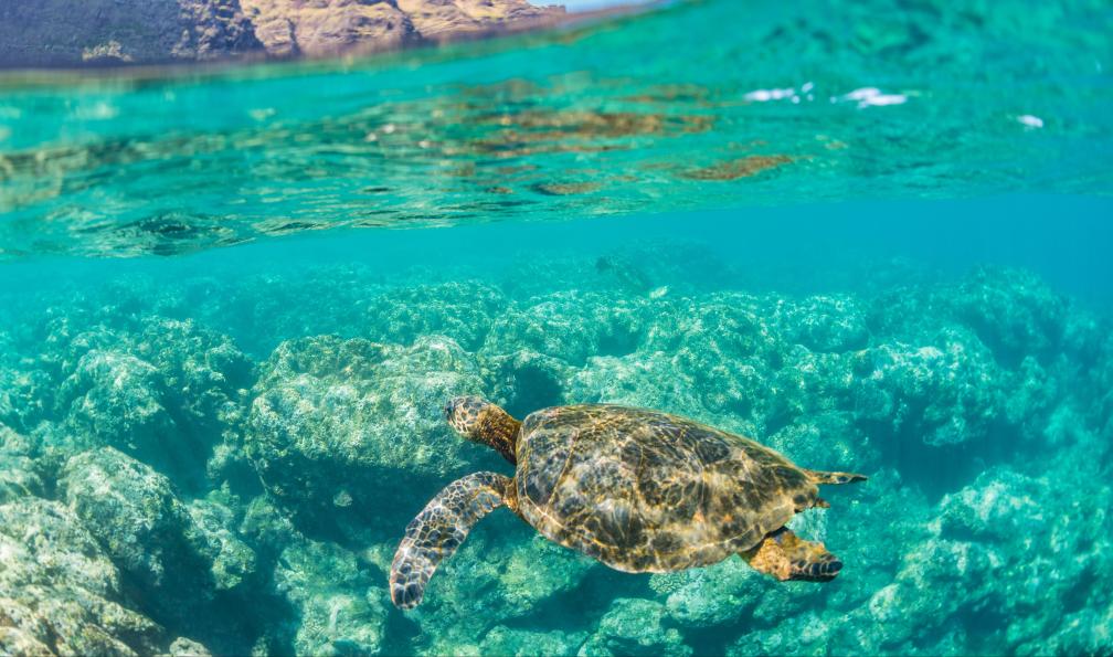 Melissa - Adobe stock - Tortue qui nage à Napali, Hawai - Hawaii, les montagnes de feu - 9
