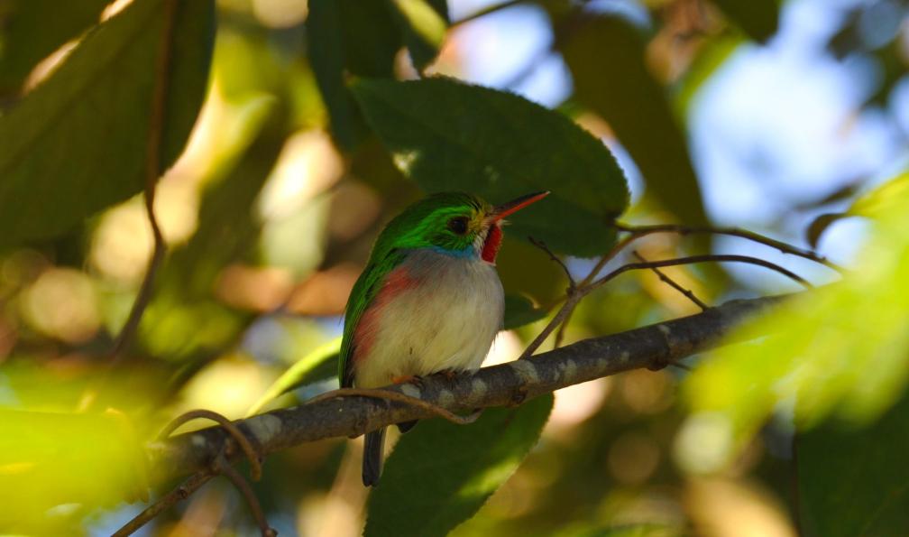 Oiseau, Cuba. - Randonnées et merveilles cubaines - 5