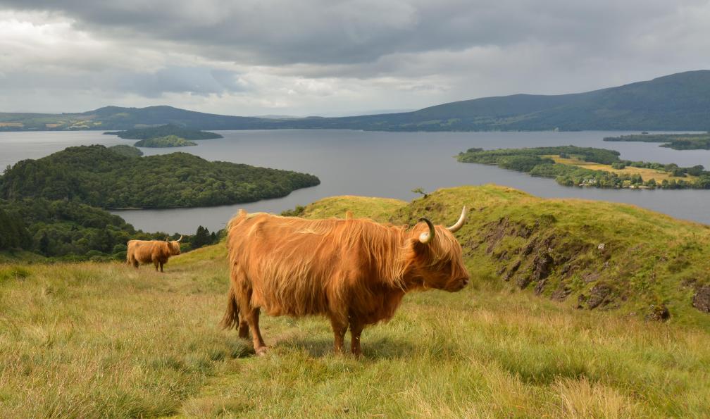 22kay22 -  Istock -  bovins, vaches Highland au dessus du Loch Lomond;Ecosse - Ecosse mythique : West Highland Way & île de Skye - 4