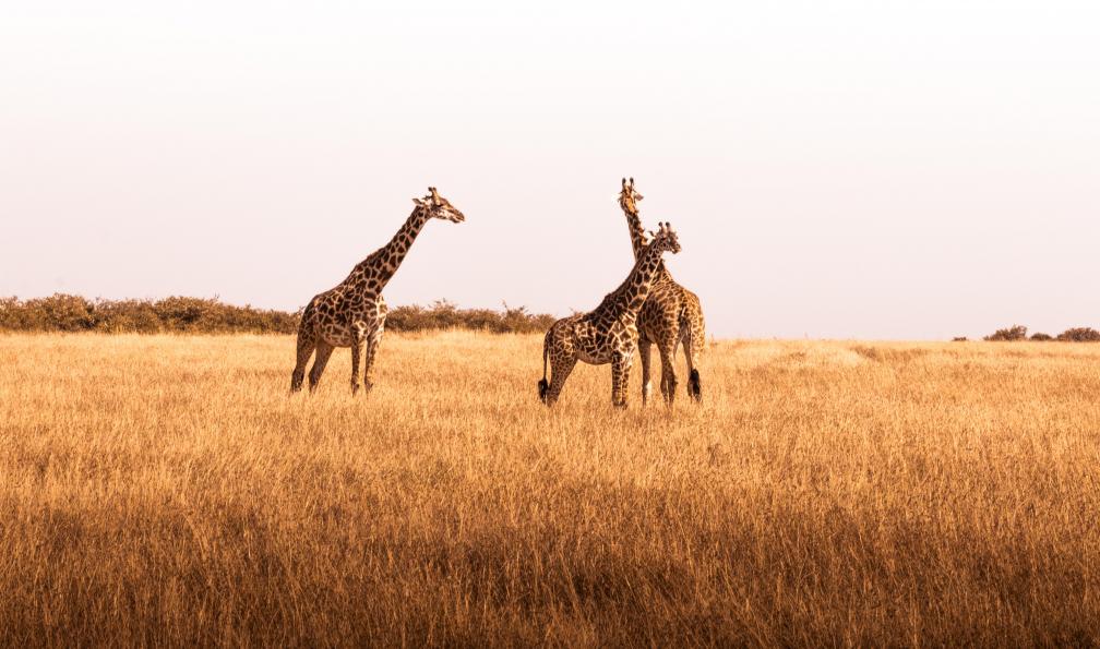 kilimandjaro-ascension-kili-safari-et-zanzibar
