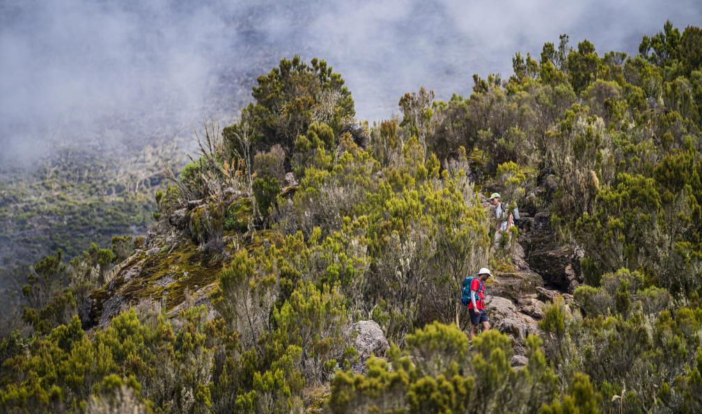 Chavi -  Jocelyn -  Randonneur dans les fougères arborescentes du chemin du Kilimandjaro - Kilimandjaro : voie Lemosho - 4